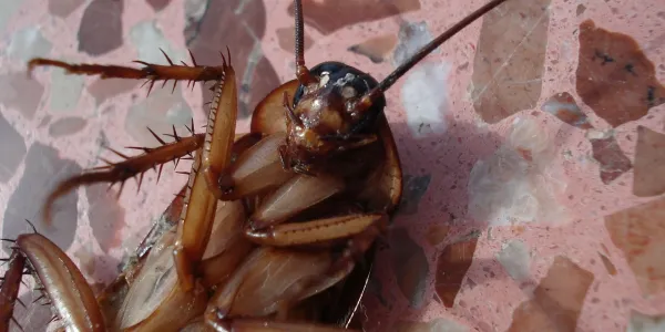 dead cockroach laying on its back